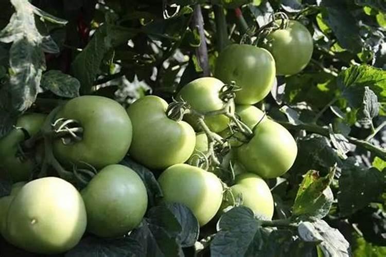 膨果期有五个需要警惕的禁忌,具体详情是什么？