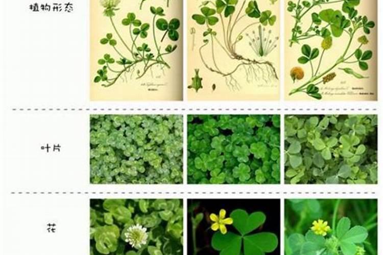 三叶草怎么施肥