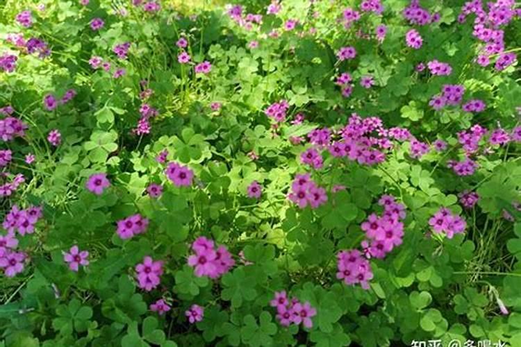 为什么三叶草的根越来越向士外边生长