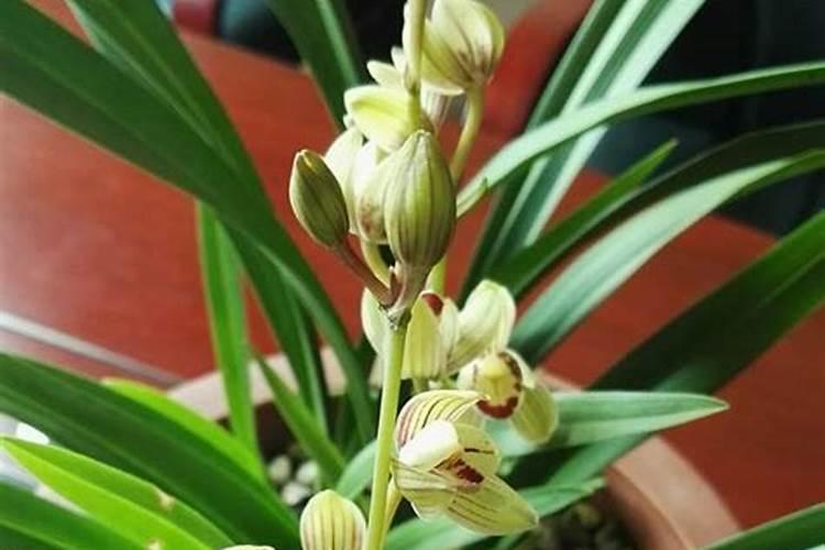 刚上盆的兰花可以喷叶面肥吗