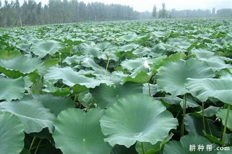 种藕用哪种肥料好