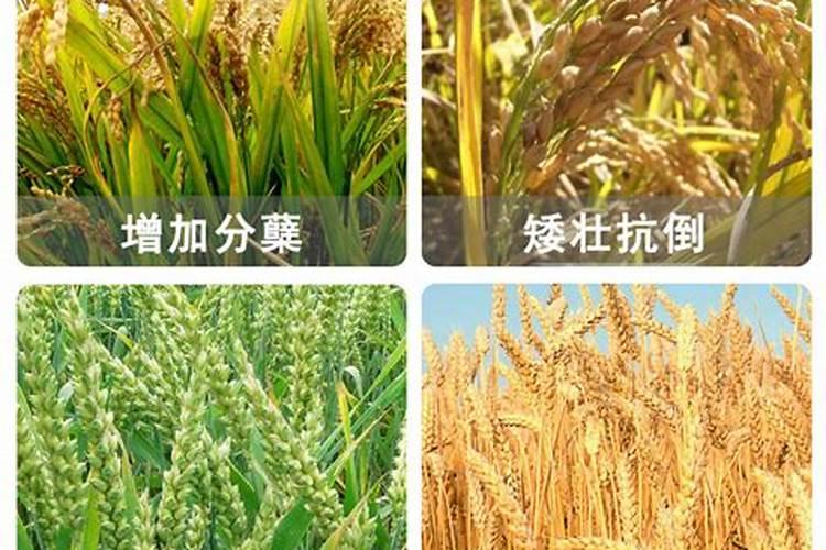 水稻用什么复合肥好