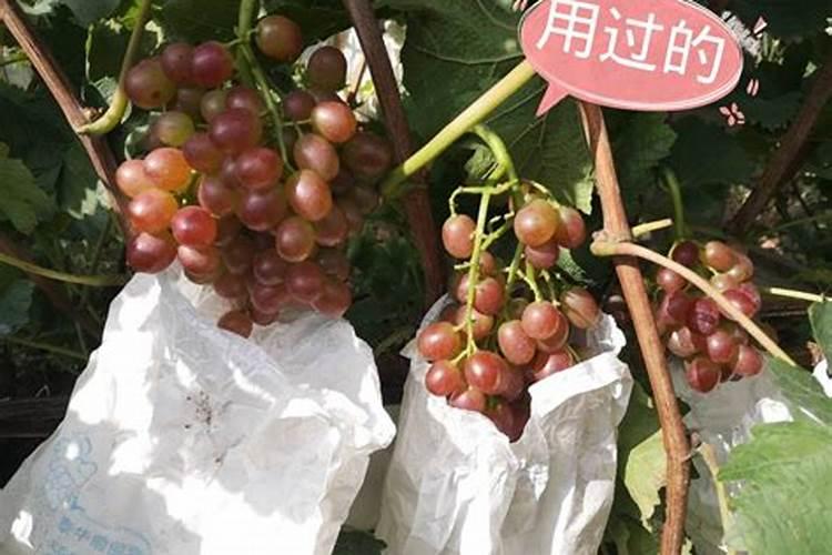 什么是植物生长调节剂？