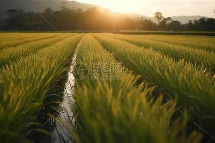 直播杂交水稻怎么施肥