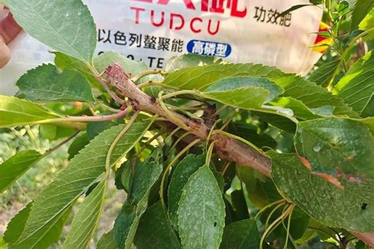 金太龙水溶肥一桶多少袋