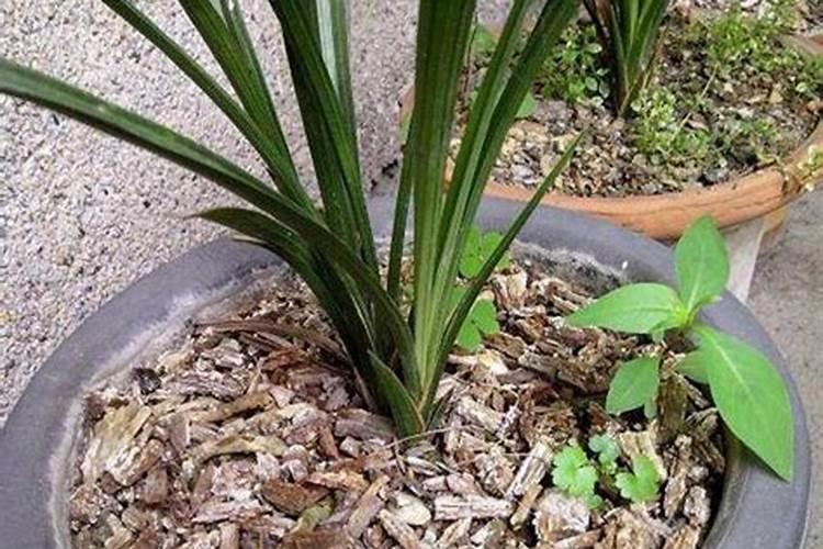 兰花喜欢什么肥料