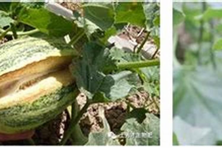 西瓜甜瓜叶面发黄缺什么元素