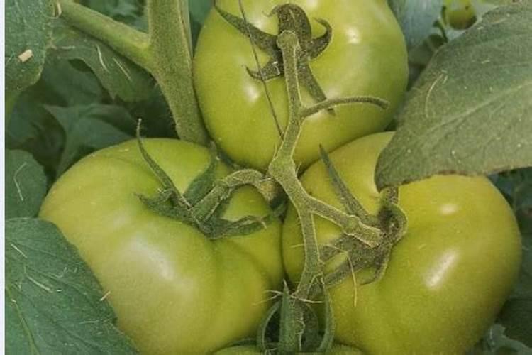 草莓硅肥纯硅160g/l冲施多少控旺