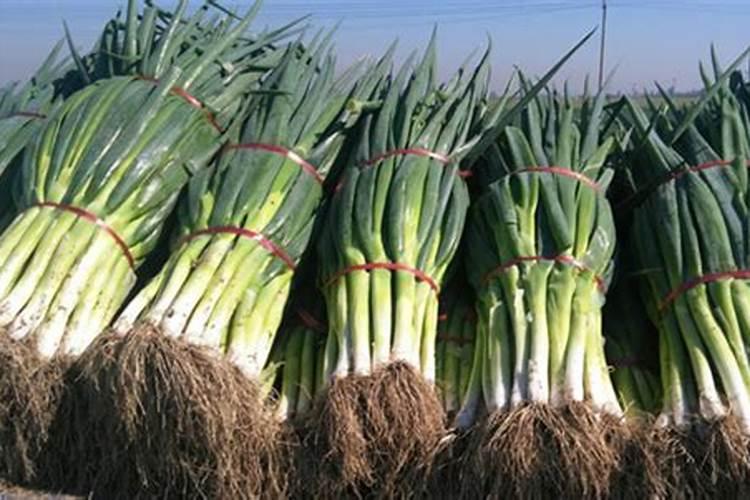 大葱用什么水溶肥效果好？大葱专用肥是什么肥料？