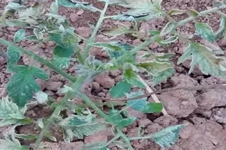 西红柿(番茄)肥害的症状及防治措施