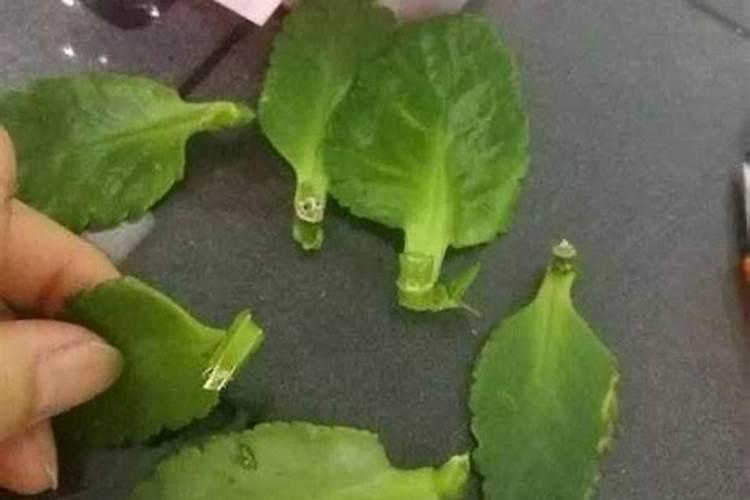 长寿花要浇什么肥最好