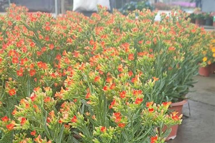 长寿花浇什么肥料合适