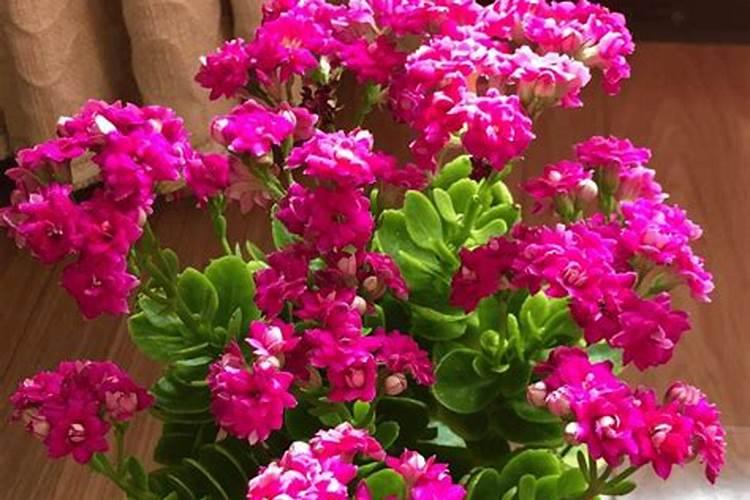 长寿花施什么肥好