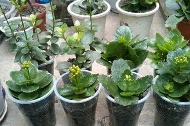 长寿花上什么肥料长得最好