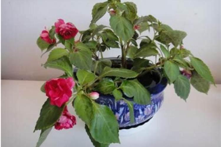 水梅花施什么肥花开得好