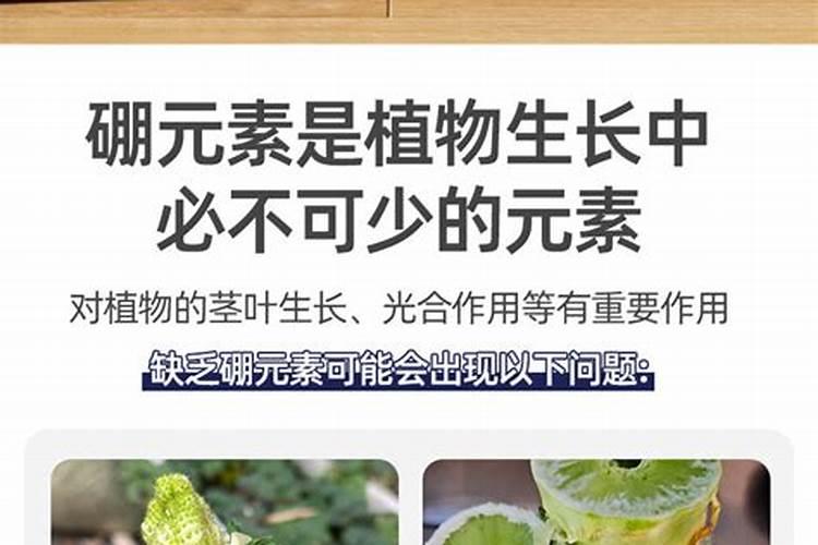 硼肥在花期的使用方法