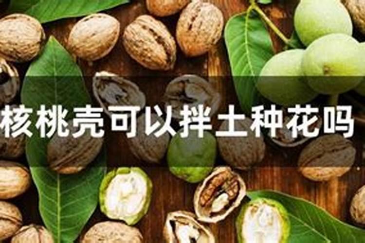 核桃壳能做肥料养花吗