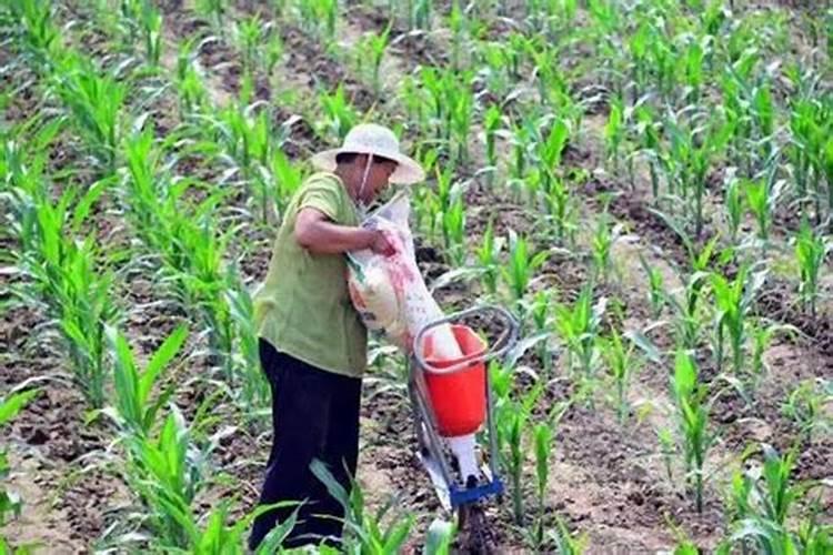 玉米地三次追肥一般追多少尿素比较合理