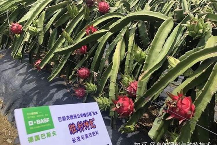 鱼缸里面的鱼屎要怎么清除啊？