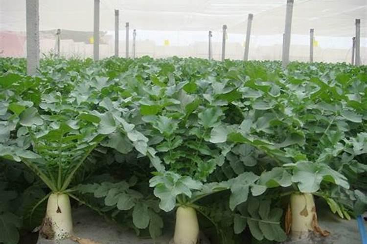 白萝卜高产种植技巧有哪些