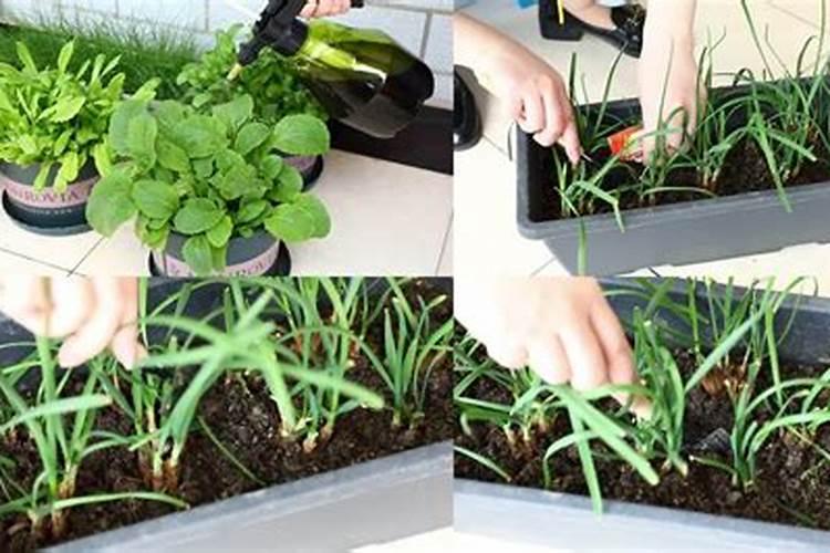 蔬菜水溶肥怎么用？需要注意哪些问题？