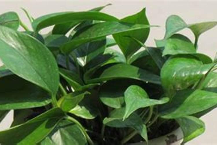 怎样养花能让花的叶子更绿