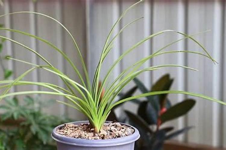 怎样养花能让花的叶子更绿？