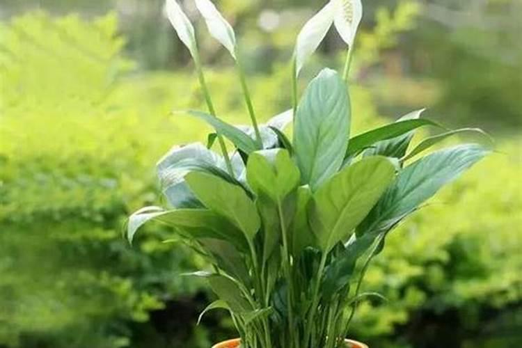 怎样养花能让花的叶子更绿？