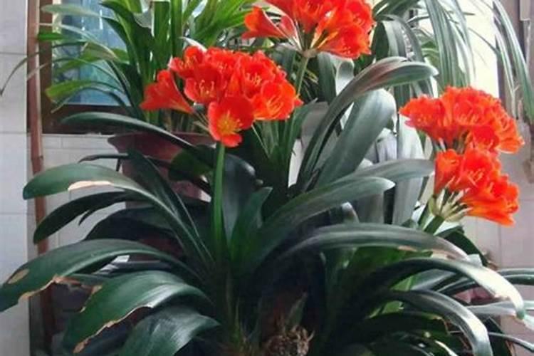 养花使叶子变绿的方法,有什么好方法能让花的叶子又绿又亮的