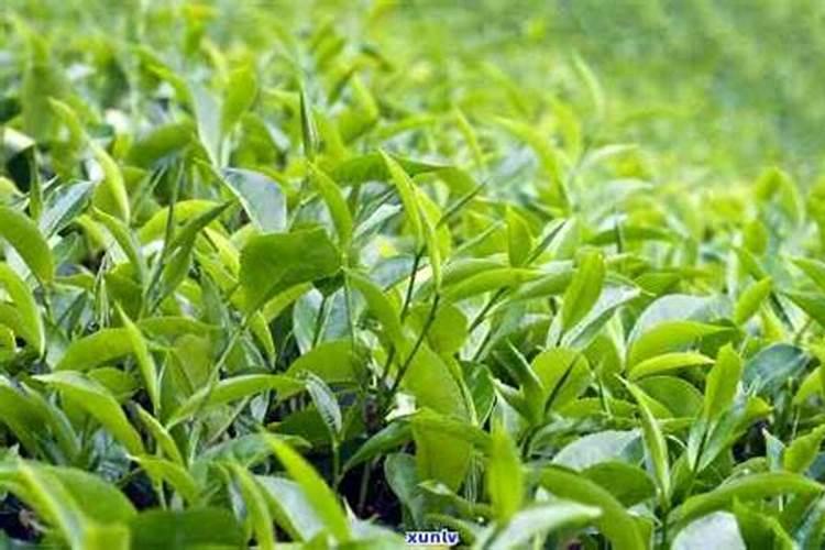 茶树催芽壮芽用什么药最快