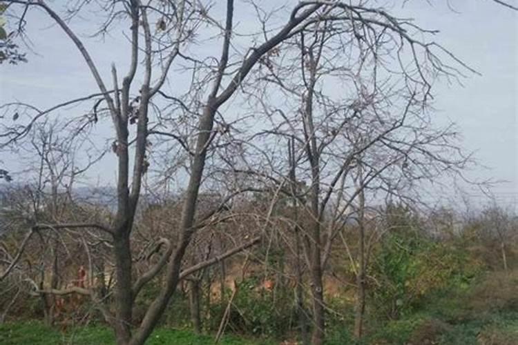 柿子树用什么肥料最好