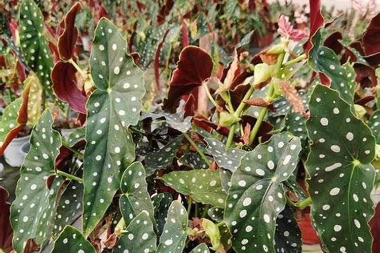 怎样给海棠施氮肥