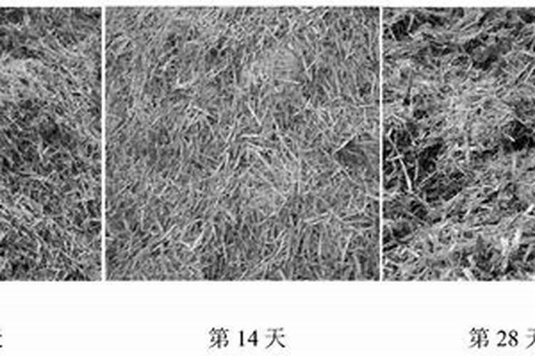 如何自制磷肥 怎么自制磷肥