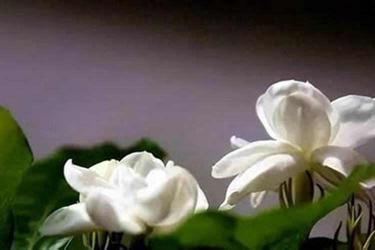 茉莉花施什么肥最好