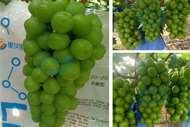 绿贝氨基酸水溶肥的效果怎么样呢？