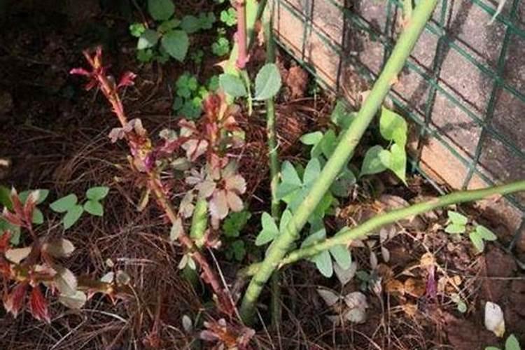 要想月季花快速冒笋芽该怎么养护