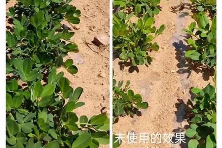 重茬花生打什么药好
