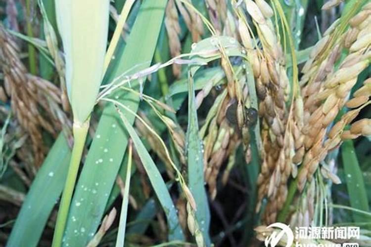 树荫水稻贪青晚熟喷什么药？