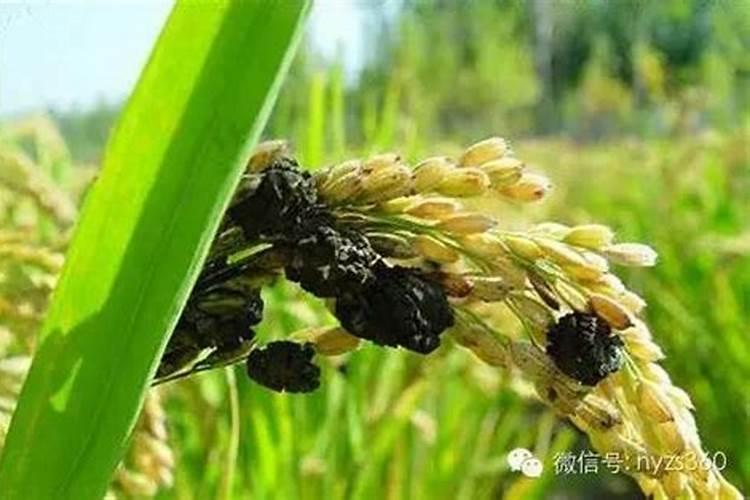水稻出穗时候叶鞘变黑是什么病