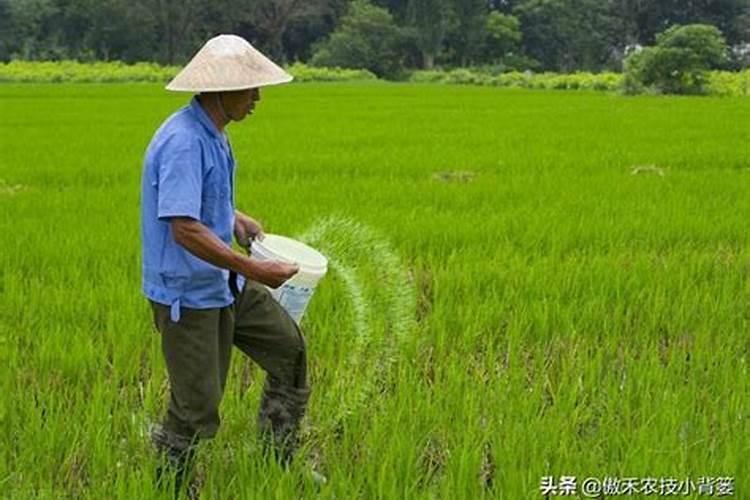 杨树追肥用什么肥料好