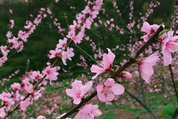 桃树采果实后怎么管理