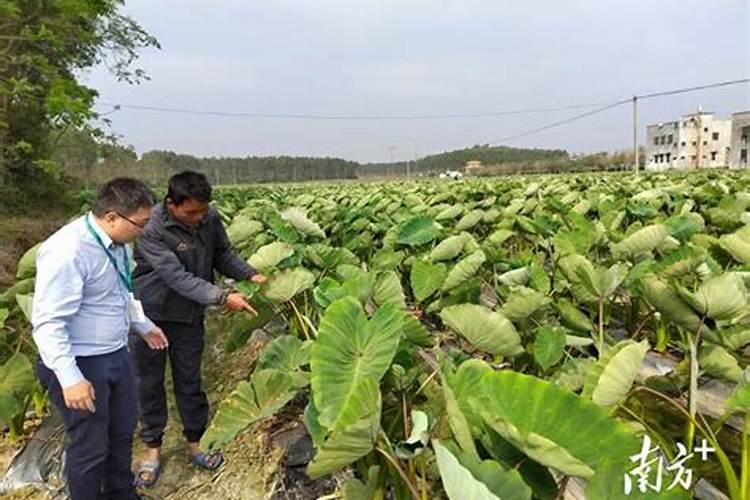 种香芋,一般施用一些什么肥料