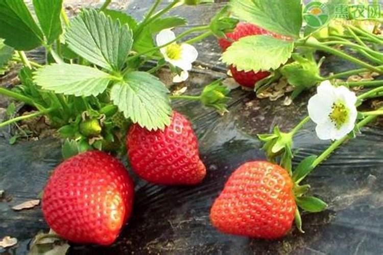 控释肥怎么用 植物控释肥怎么用