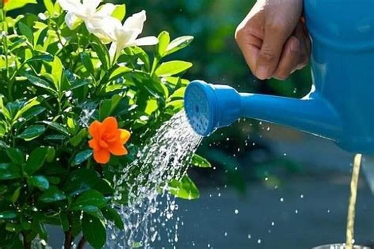 栀子花叶子发黄怎么办