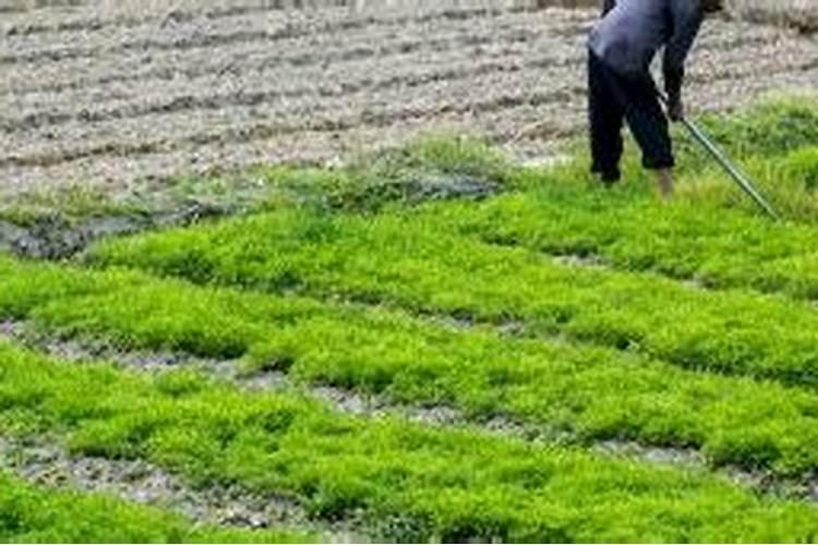 人尿有没有作为氮肥的作用