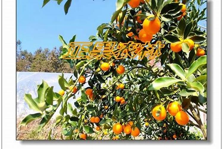 脆蜜金柑为什么难挂果