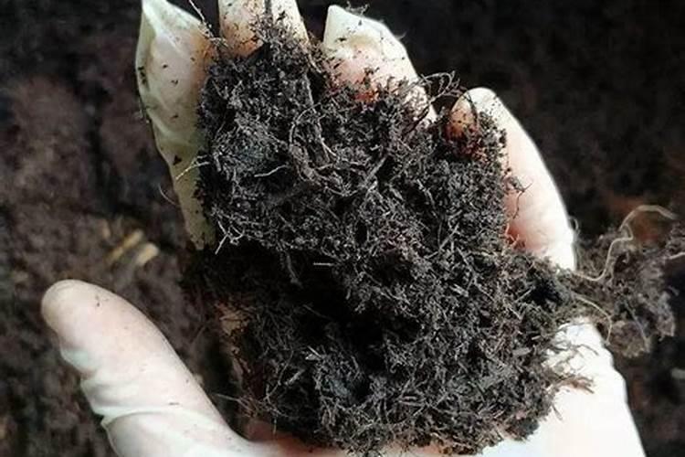 怎样把杂草变肥料