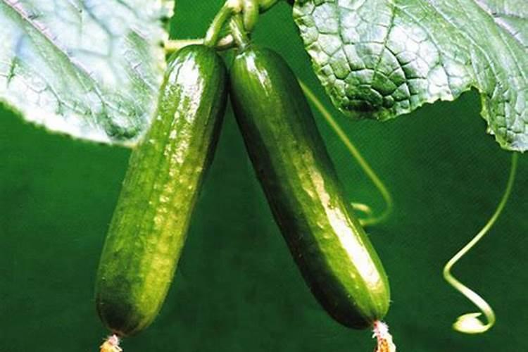 唐印叶插夏季可以吗