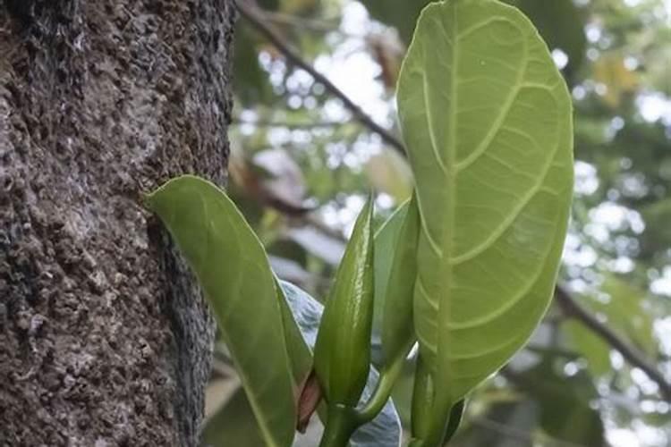菠萝蜜怎么催熟呀