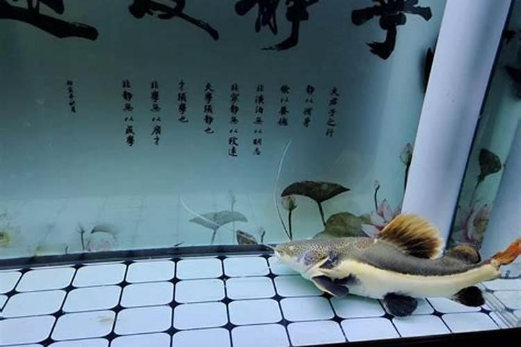 氮、磷、钾肥的作用